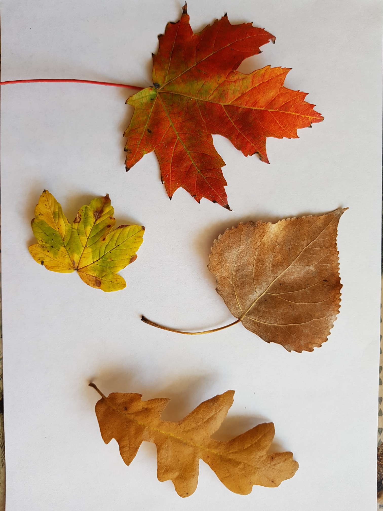 Spiksplinternieuw Knutselen met bladeren in de herfst - VV-26