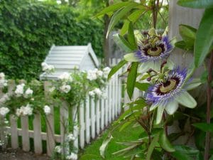 tropische tuin