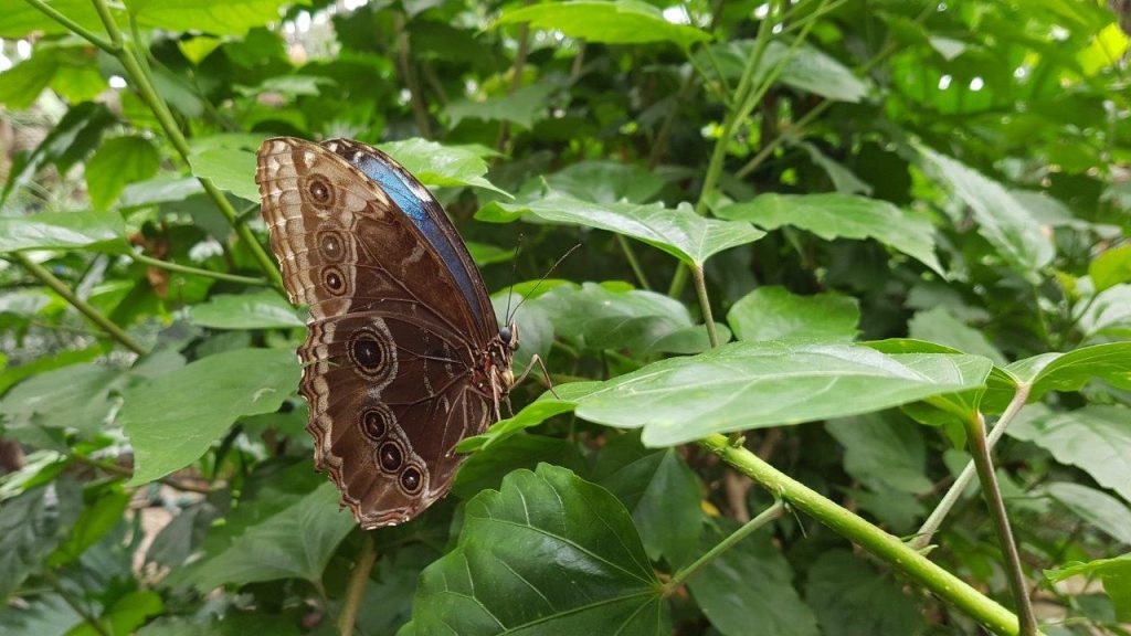 Delicia ging met haar zoon naar de vlindertuin in Leidschendam. vlinders aan de vliet reviews Voorschoten. Vlindertuin Den Haag omgeving mooie vlinder