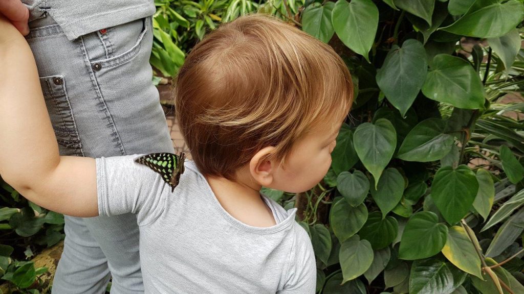 vlinders aan de vliet vlinder op schouder kind. 