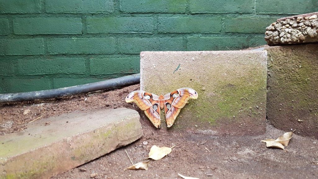 Delicia ging met haar zoon naar de vlindertuin in Leidschendam. vlinders aan de vliet reviews Voorschoten. Vlindertuin Den Haag omgeving