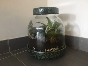 Een plantenterrarium