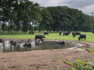 Waterbuffelboerderij D'n Buff