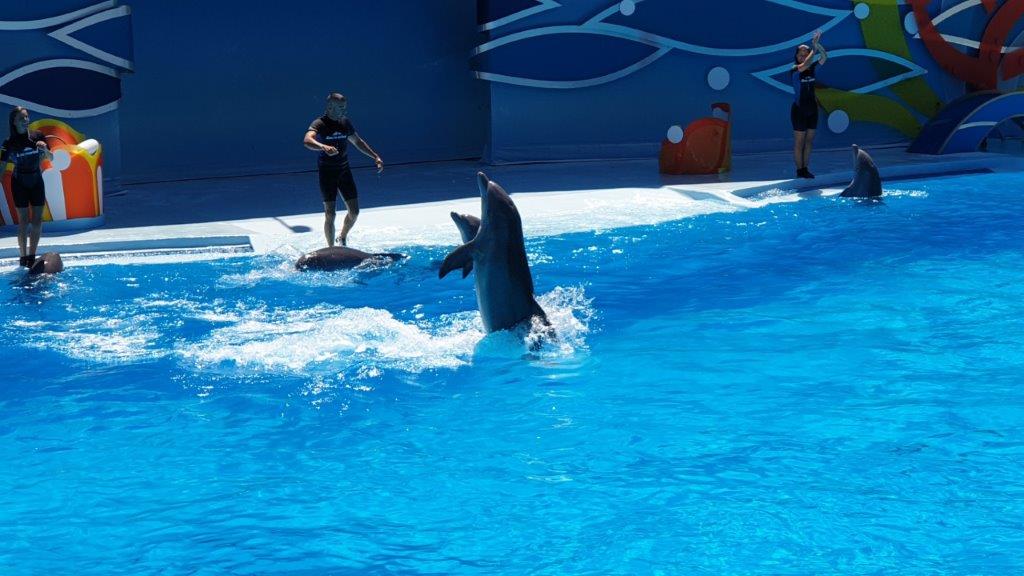 Zoo Marine Dolfinarium Portugal Dolfijnen show 