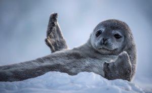 BBC Earth’s Antarctica