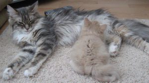 een kat als huisdier