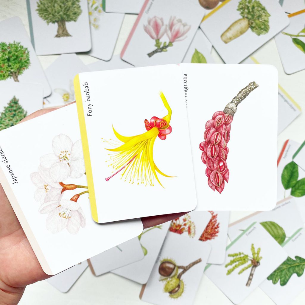 Bomenkwartet, een prachtig botanisch kaartspel wereld plantendag 