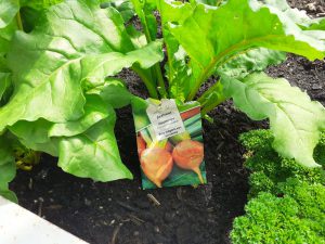 makkelijke moestuin bieten