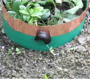 Ongedierte in de moestuin koper