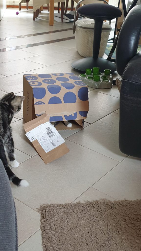 katten en dozen