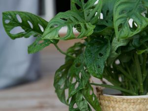drie toffe kamerplanten
