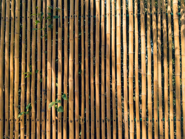 bamboe schutting