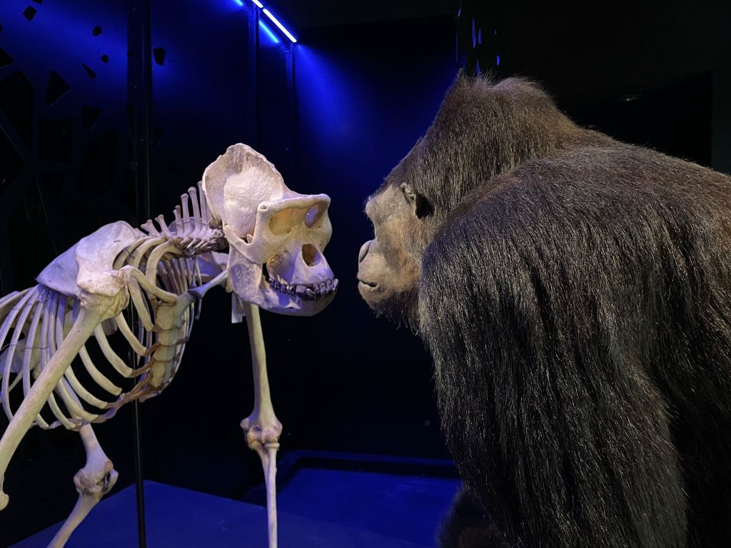 gorilla met skelet