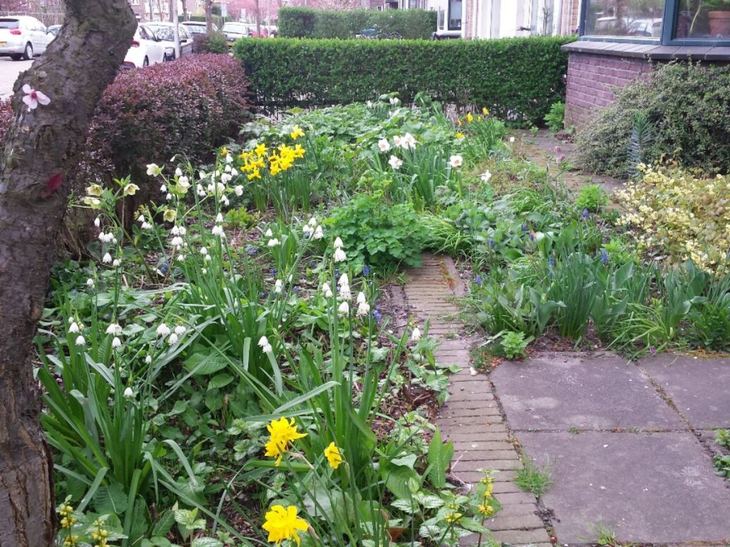 plantjes en bloemen