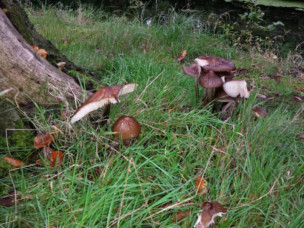 paddenstoelen zoeken