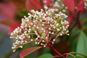planten in je tuin