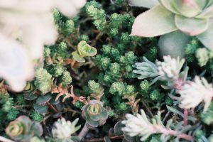 sedum dak