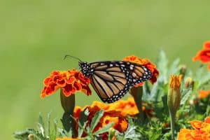 duurzame tuin insecten