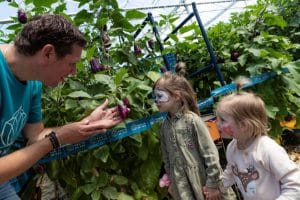 Kom in de Kas zo groeit een aubergine
