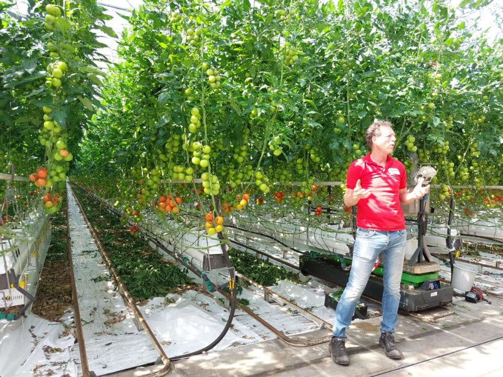 De Bakker Westland tomatenkwekerij