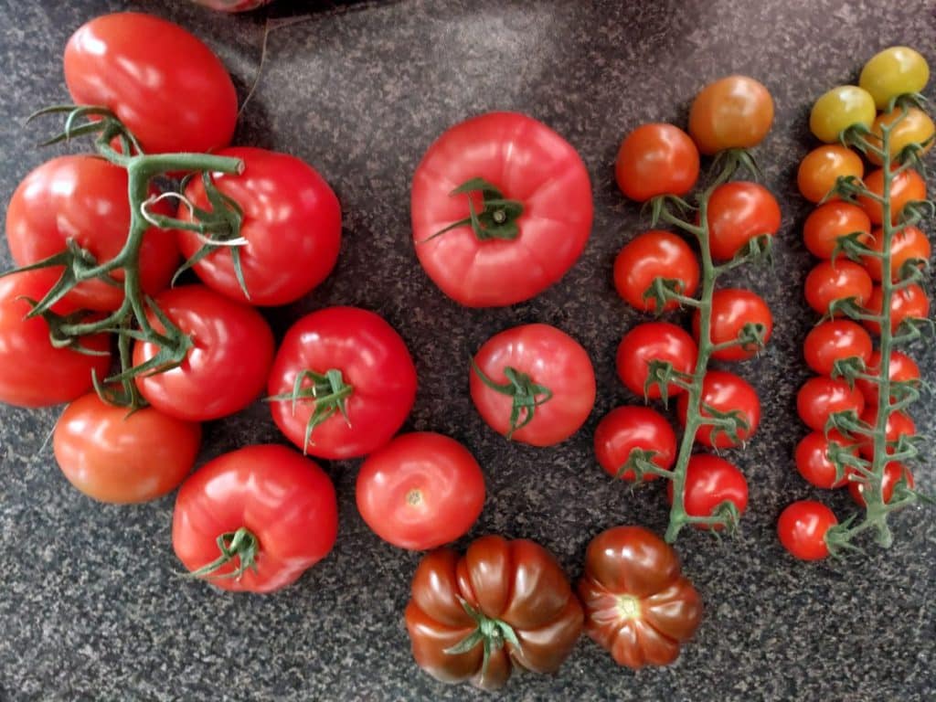 De Bakker Westland tomatenkwekerij 