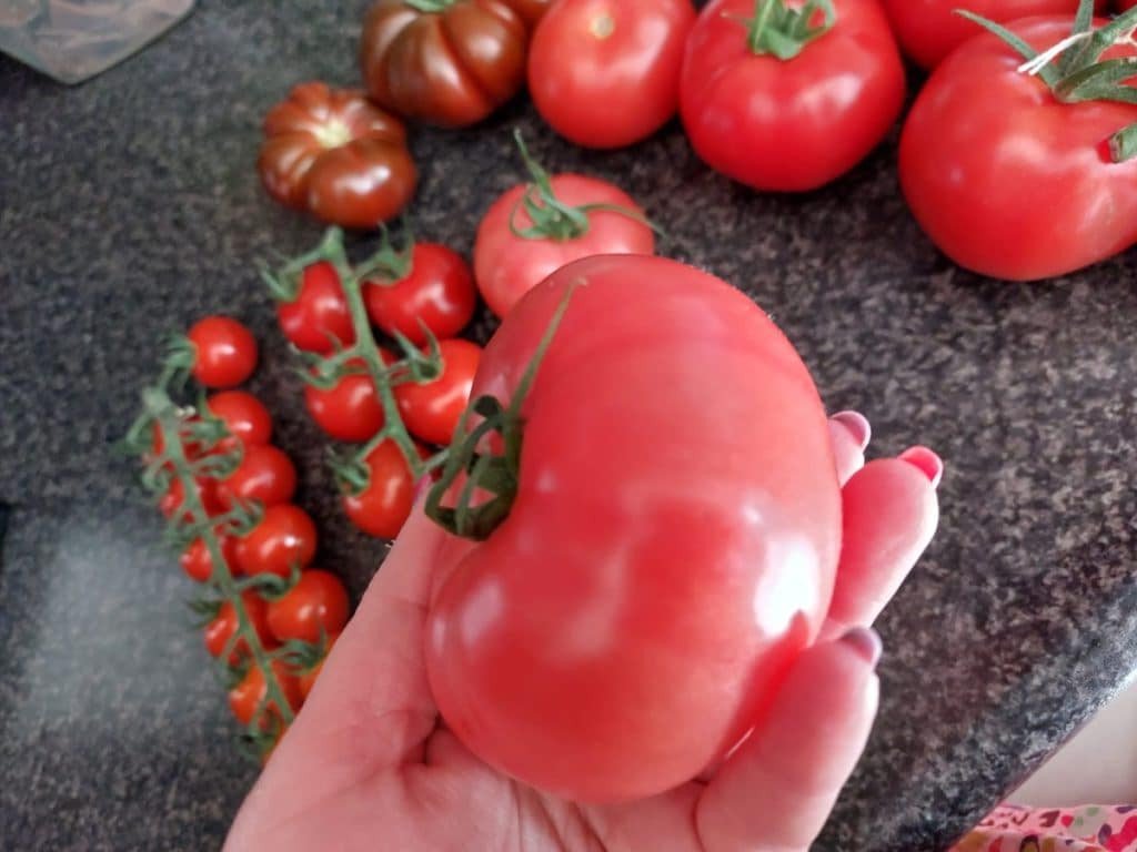 De Bakker Westland tomatenkwekerij 
