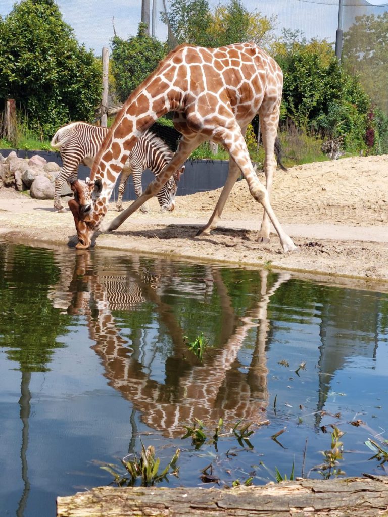 dierenpark Amersfoort 75 jaar  giraf