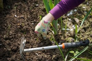 onkruid bestrijden in de tuin wieden