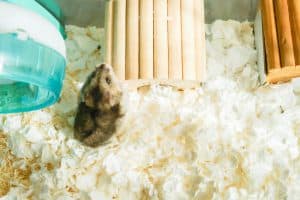 leukste cadeautjes voor huisdieren