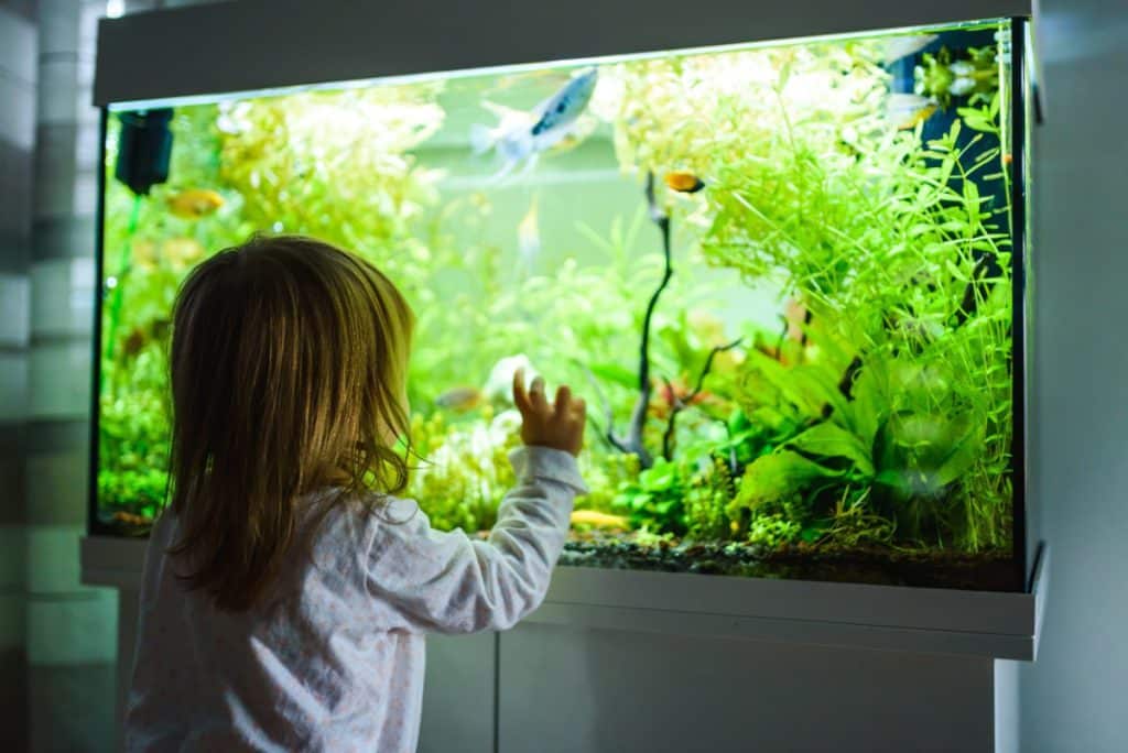 leukste cadeautjes voor huisdieren