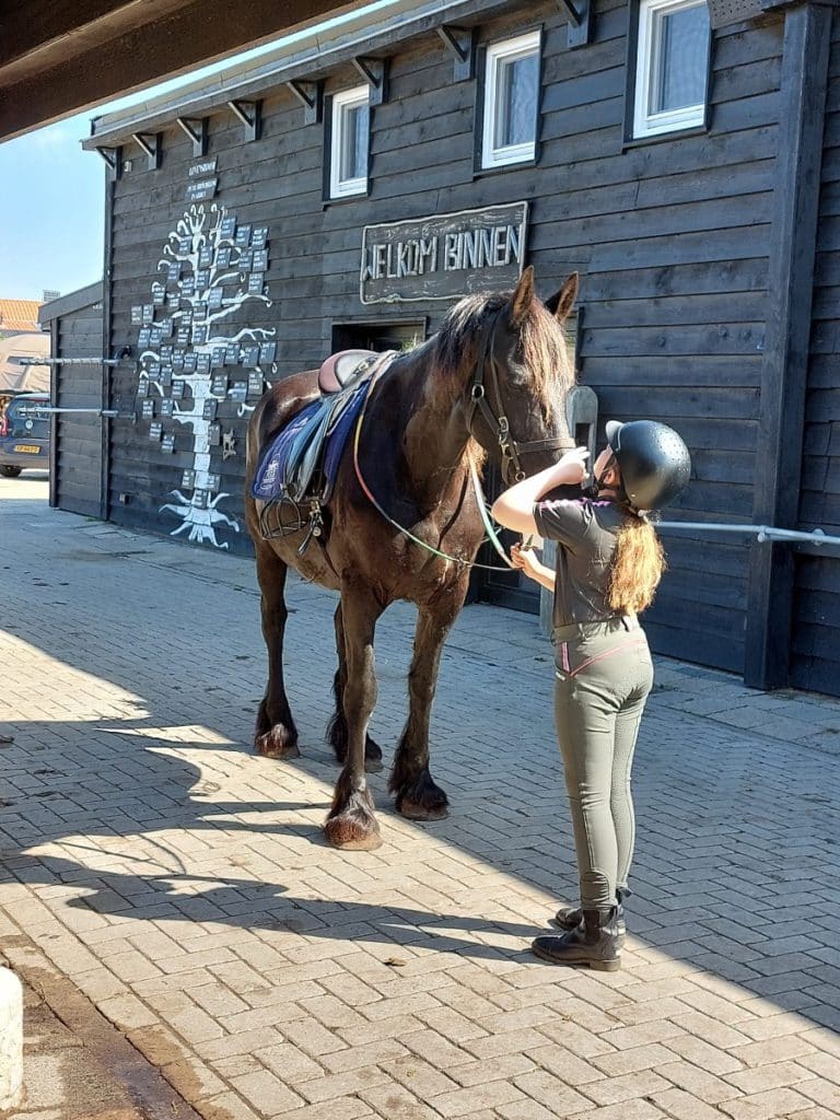 puur terschelling friese paarden