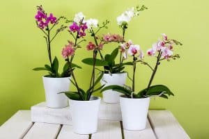 bloemen in woonkamer