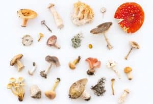 gezonde paddenstoelen