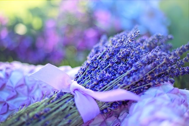 Lavendel is een veelzijdige plant. Het ziet er mooi uit, ruikt heerlijk, heeft rustgevende krachten en ook nog antiseptisch. Lavendelolie