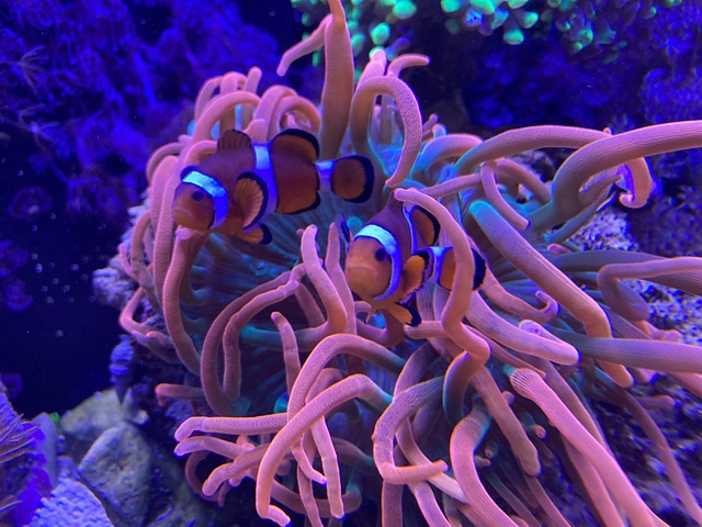 zoutwateraquarium koraal en nemo
