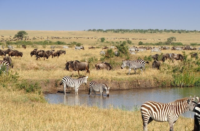 safari Kenia zebra en wildkoe
