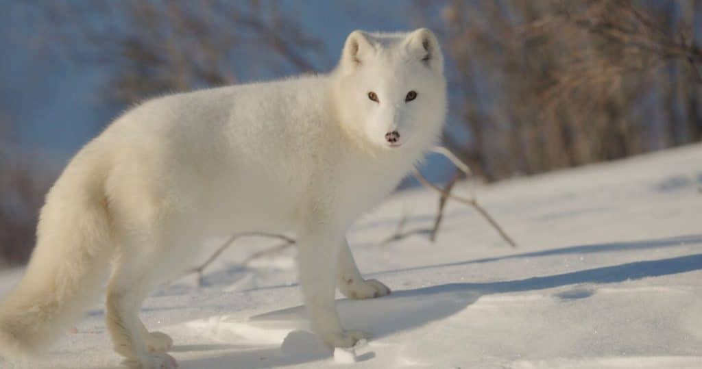 Kina Yuk leuke kinderfilms bioscoop 2024