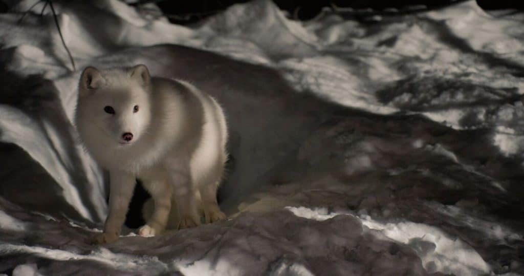 Kina Yuk leuke kinderfilms bioscoop 2024