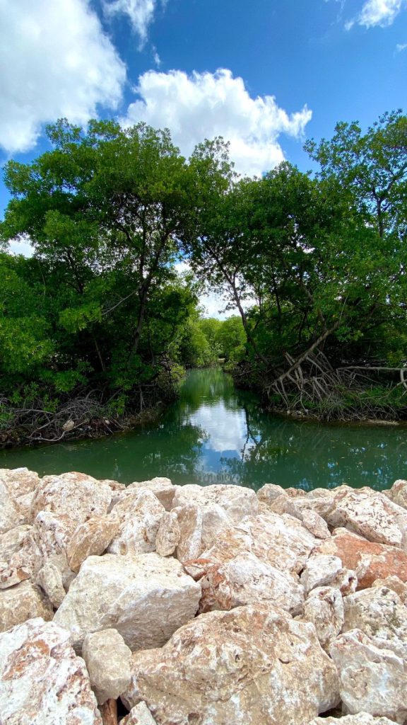 mangrove ontdekken natuur vakantietip ervaring