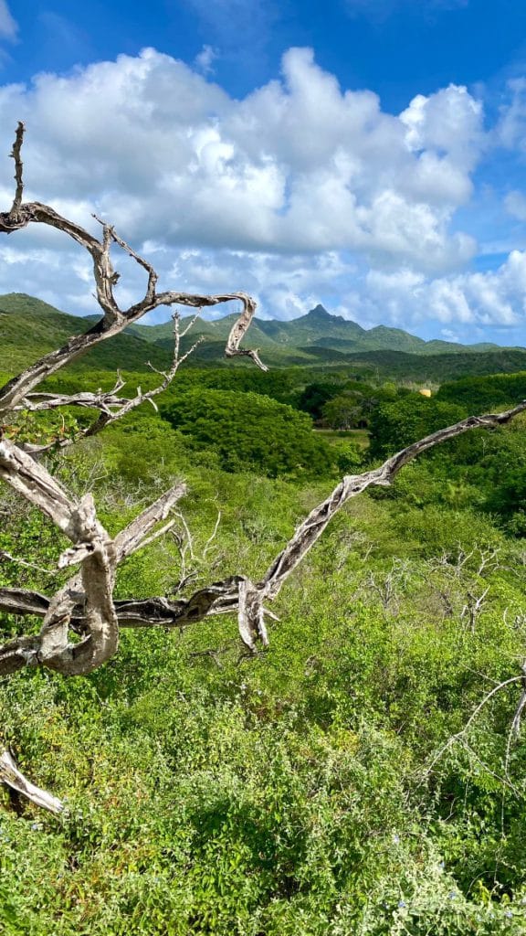 Wat te doen op Curaçao met kind hofi mango tip ervaring