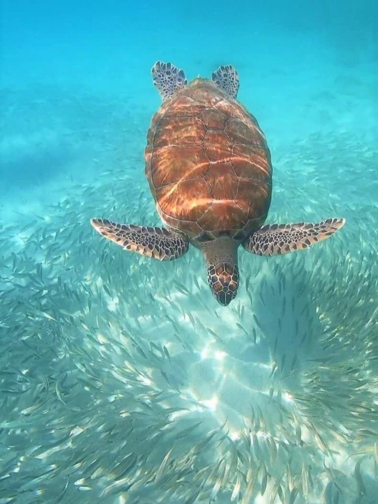 curcao zeeschildpad snorkelen playa piskado