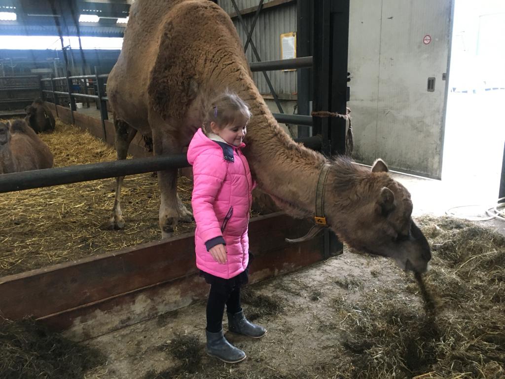 Origineel kinderfeest. Kinderfeestje op de kamelenboerderij! Kamelen voeren, zitten op een kameel, spelen met hooi, kamelenmelk pannenkoeken
