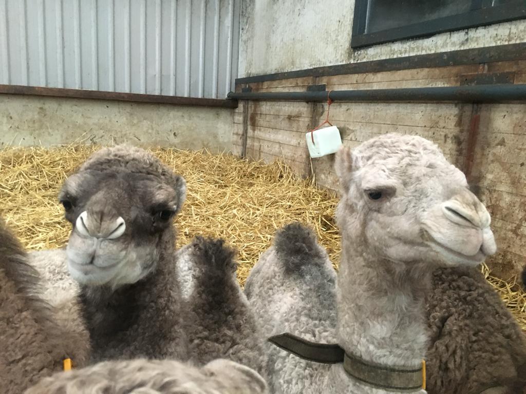 Origineel kinderfeest. Kinderfeestje op de kamelenboerderij! Kamelen voeren, zitten op een kameel, spelen met hooi, kamelenmelk pannenkoeken