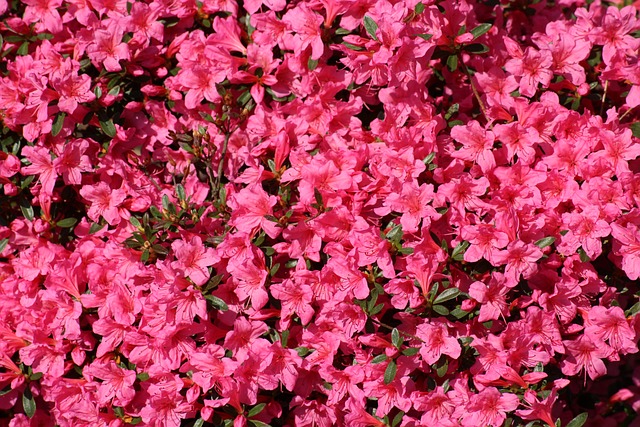 azalea rodondrendon