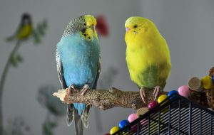 kleine vogels