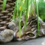 kat met plant
