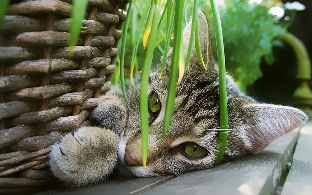 kat met plant