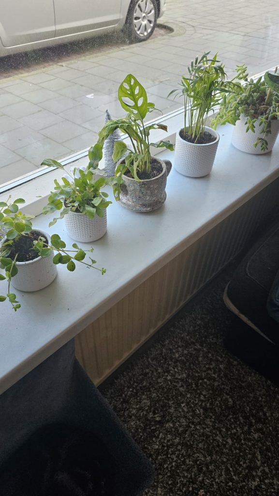 Groene start van het jaar gezellige sfeer in huis