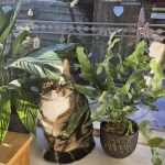 Air So Pure luchtzuiverende klanten poes geniet ook