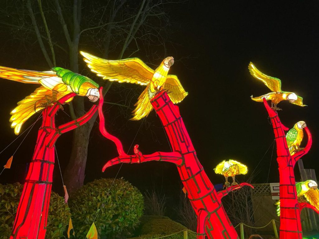 papegaaien avond  In de avond naar Tiergarten Kleve, vanwege 65 jaar dierentuin. Tot 30 maart 2024 een lichtfestival met dieren! 